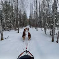 Chilly Dog