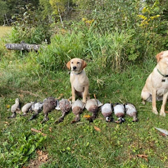 Arrowhead Outdoors
