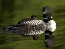 Loon-Family