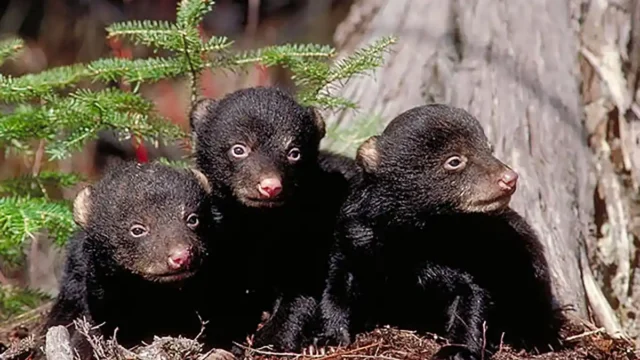 babies_4DE74825-5056-A36F-23E2311D06E9A71B-4de7477d5056a36_4de74c63-5056-a36f-237d7e2fca076948