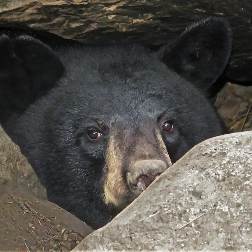 bear-eys_4DE1A203-5056-A36F-23ECF70943581F0F-4de1a1305056a36_4de1a66a-5056-a36f-2370e0cf78f04208