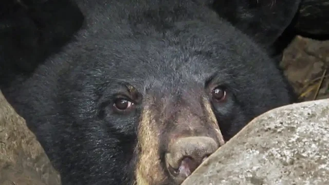 bear-eys_4DE1A203-5056-A36F-23ECF70943581F0F-4de1a1305056a36_4de1a66a-5056-a36f-2370e0cf78f04208