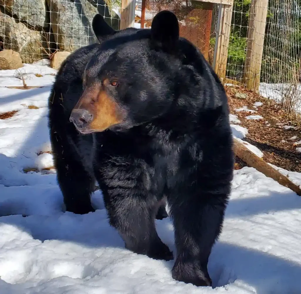 bear1_4DED42D2-5056-A36F-234DDC89488F335F-4ded41545056a36_4ded473f-5056-a36f-23e8639f3b6ab19f