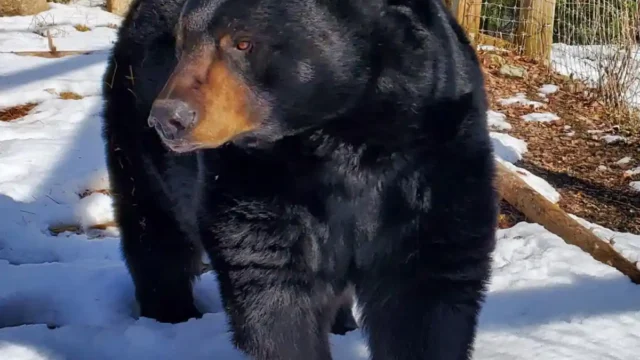 bear1_4DED42D2-5056-A36F-234DDC89488F335F-4ded41545056a36_4ded473f-5056-a36f-23e8639f3b6ab19f