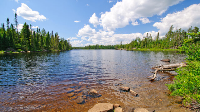 Summertime In The North Woods