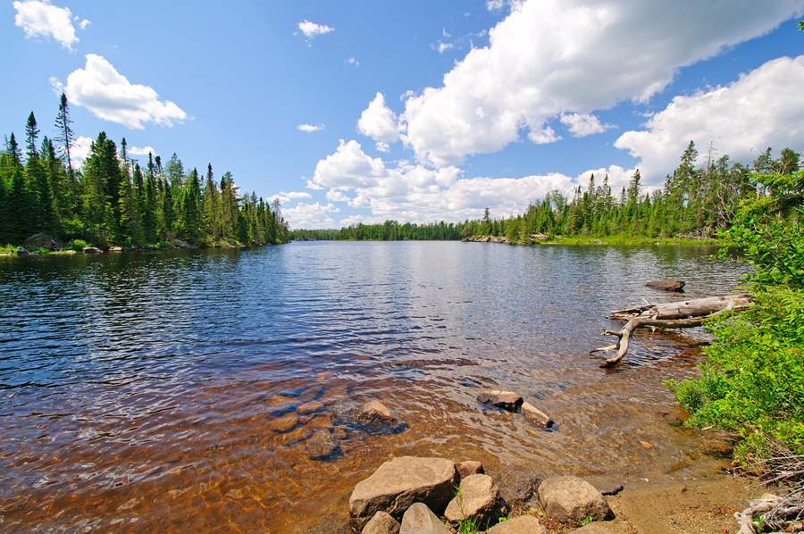 Summertime In The North Woods