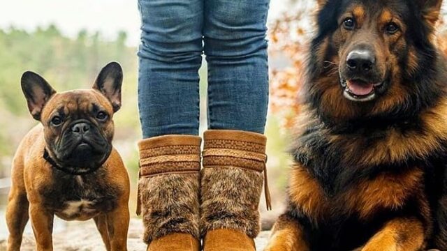bootdogs