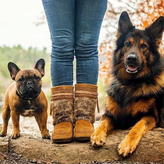 bootdogs