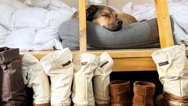 dogboot