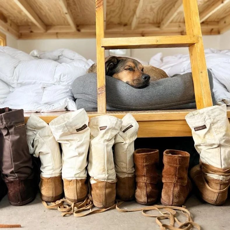 dogboot