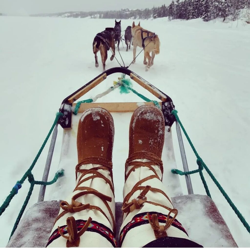 dogsled