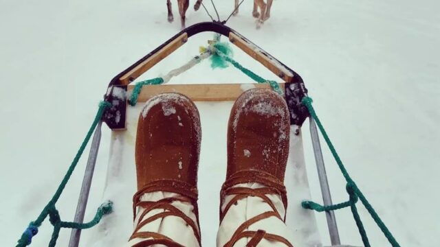 dogsled