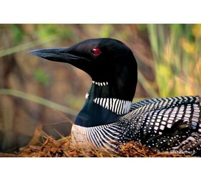 loon_02D51692-5056-A36F-2360883BB03E977C-02d516225056a36_02d51929-5056-a36f-23fa7821922560da