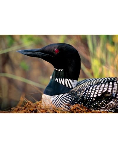 loon_02D51692-5056-A36F-2360883BB03E977C-02d516225056a36_02d51929-5056-a36f-23fa7821922560da
