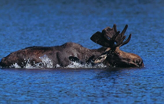 moose8