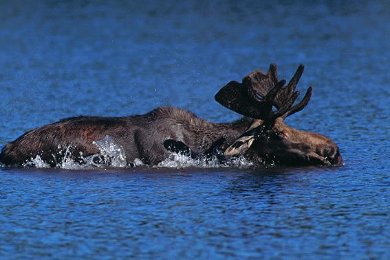moose8
