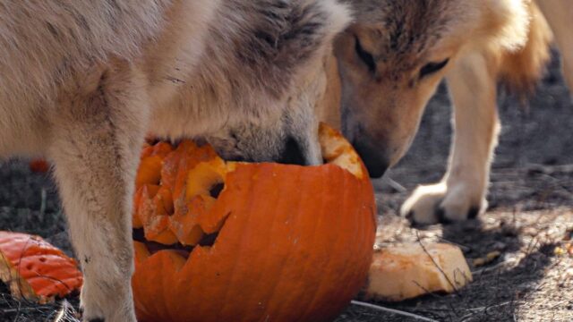 pumpkin_B8229305-5056-A36F-239BC0B8AA49CEC5-b822901c5056a36_b82296f7-5056-a36f-2393cc36b140454b