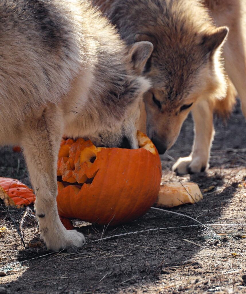 pumpkin_B8229305-5056-A36F-239BC0B8AA49CEC5-b822901c5056a36_b82296f7-5056-a36f-2393cc36b140454b