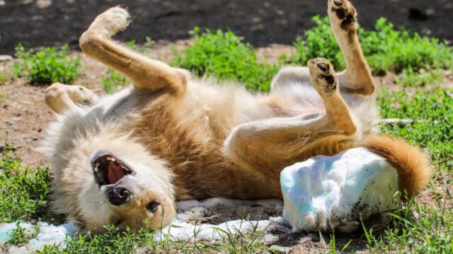 puppysnow_B8208C36-5056-A36F-23E339AE43F9ACDA-b8208a065056a36_b8209090-5056-a36f-23009e7f94627261