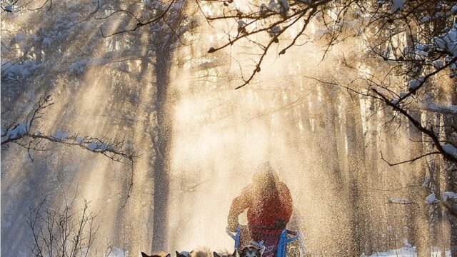 snowtree