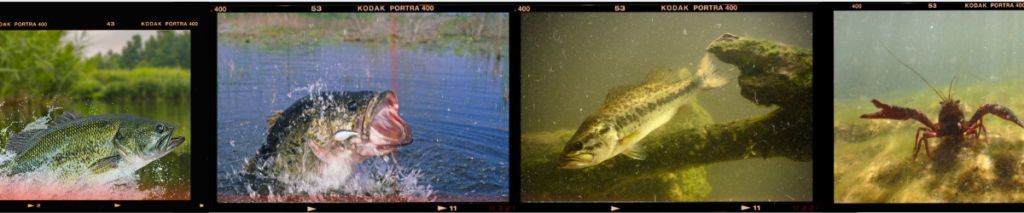 Fish Culture Blog Post efb0ca32 a69a 40bd 82d1 1f0a30926fb9