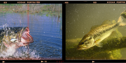 Fish Culture Blog Post efb0ca32 a69a 40bd 82d1 1f0a30926fb9