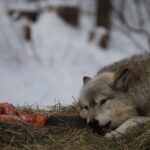 WCS 1 22 25 RK eat beaver landscape 36DA9DD9 FE9B D2E7 83F5A7007453043C 36f5bf6f bcb0 771d 3a50081bbe262714