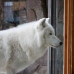 jwilkinson 3 6 23 GS inthewindow landscape 37586411 E8AF 9403 A086C99A6E675727 377043dc 904e 950f 44c66fcb71ede8ea