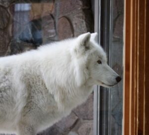 jwilkinson 3 6 23 GS inthewindow landscape 37586411 E8AF 9403 A086C99A6E675727 377043dc 904e 950f 44c66fcb71ede8ea